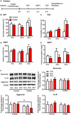 Decreased Density of Perineuronal Net in Prelimbic Cortex Is Linked to Depressive-Like Behavior in Young-Aged Rats